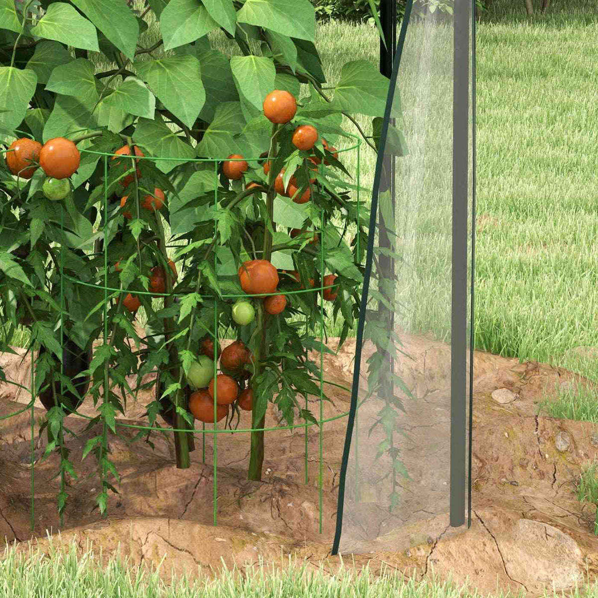 Gros plan de tomates sous la housse transparente