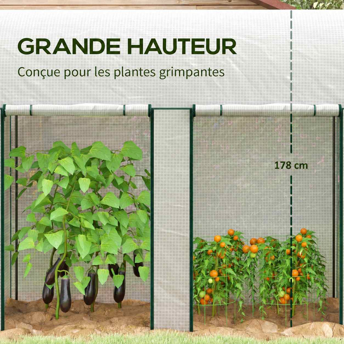 Plantes hautes sous la serre blanche à deux ouvertures