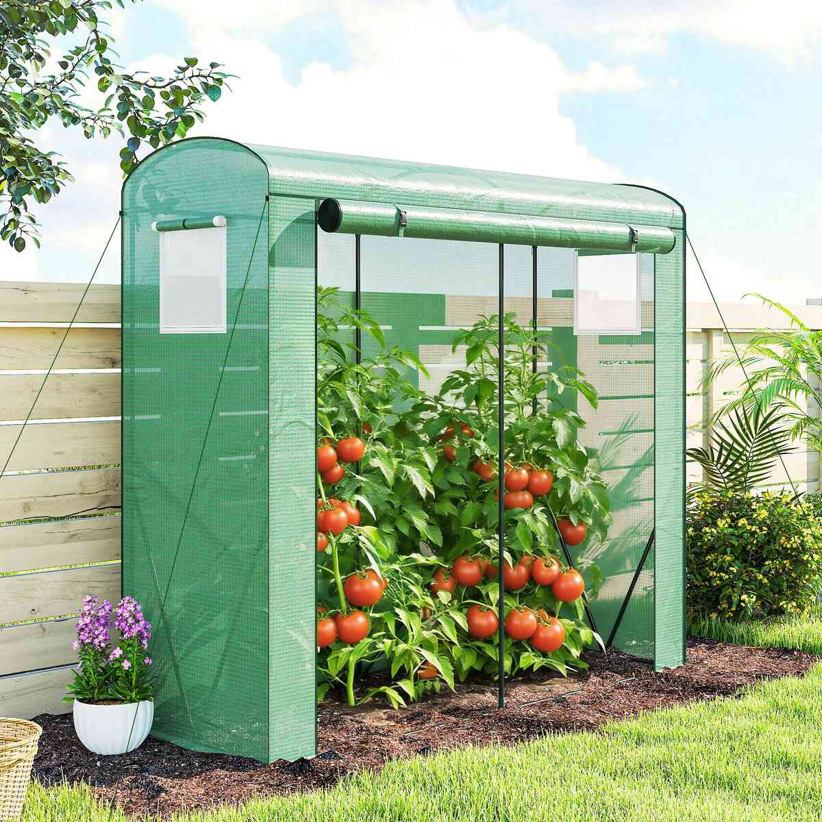 Serre verte avec plants de tomates près d’une clôture en bois