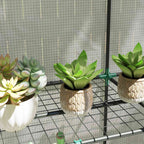 Plantes grasses sur une tablette grillagée de la serre