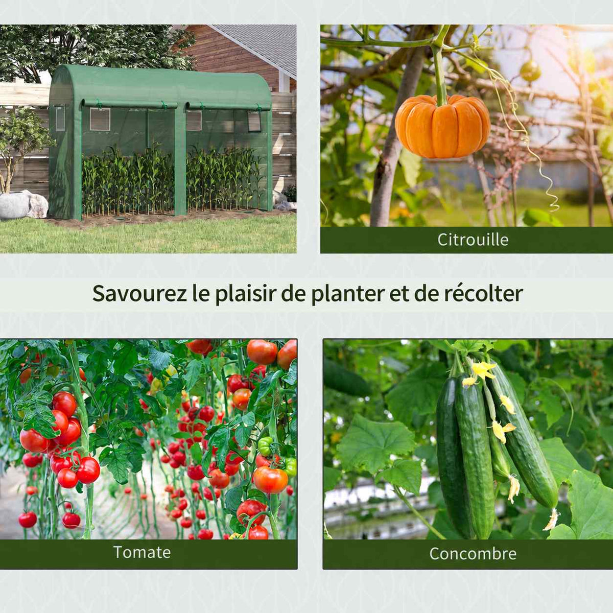 Serre et exemples de cultures de courges, tomates et concombres