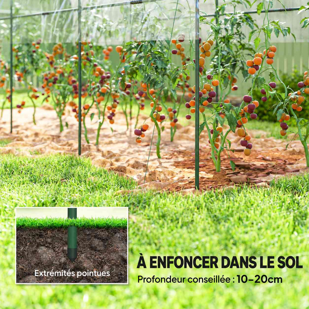 Tomates sous l’abri avec détail d’un pied enfoncé au sol