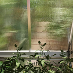 Vue intérieure d’un panneau translucide de la serre avec plantes au premier plan