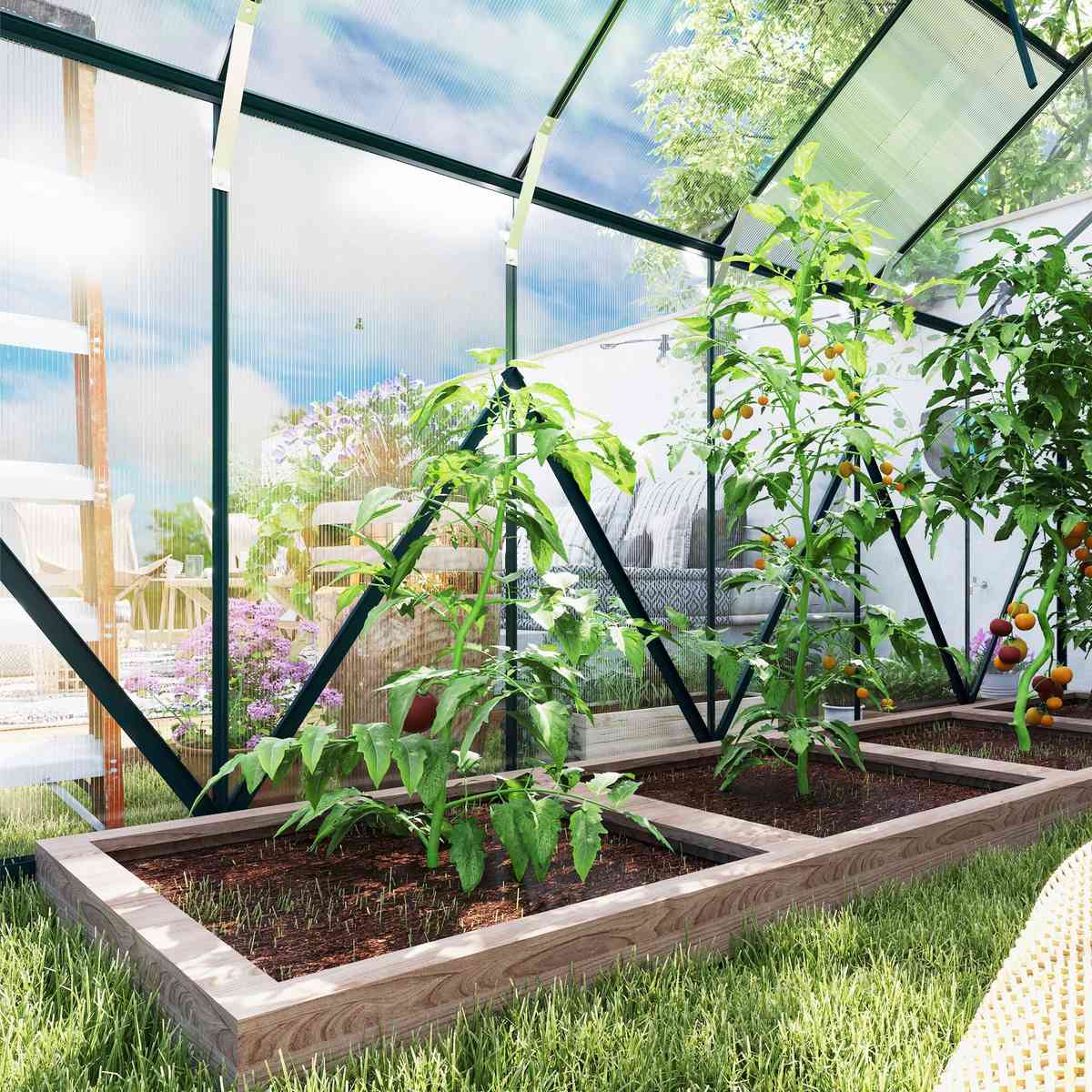 Plants de tomates dans un bac à l’intérieur de la serre