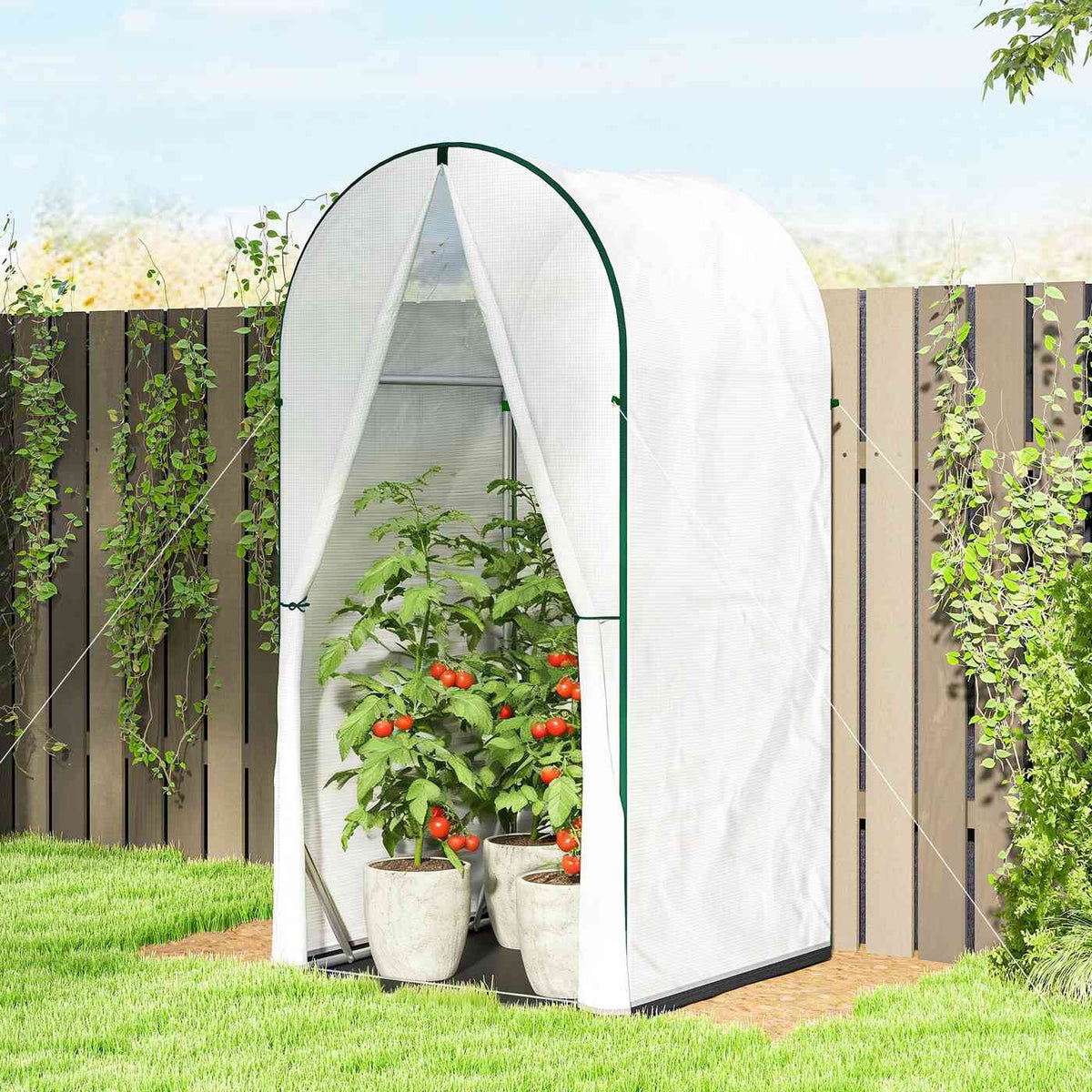 Petite serre blanche abritant des plants de tomates près d’une clôture