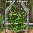 Plantes hautes dans la petite serre transparente