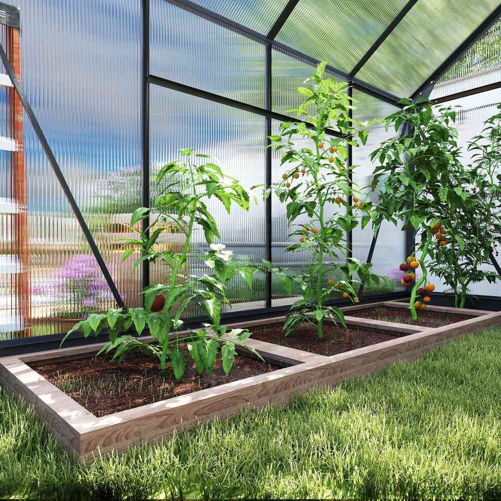 Plants de tomates en bac à l’intérieur de la serre gris foncé