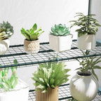 Plantes en pots sur les étagères grillagées de la serre de balcon