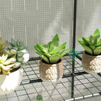 Plantes grasses en pots sur une tablette grillagée