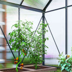 Plants de tomates à l’intérieur de la serre noire