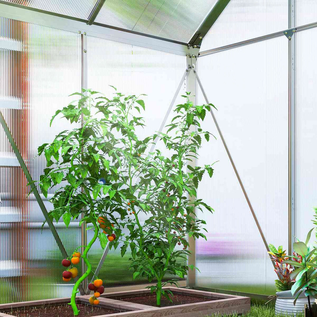 Plants de tomates à l’intérieur de la serre à structure argentée