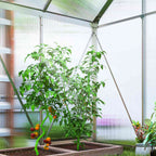 Plants de tomates à l’intérieur de la serre à structure argentée