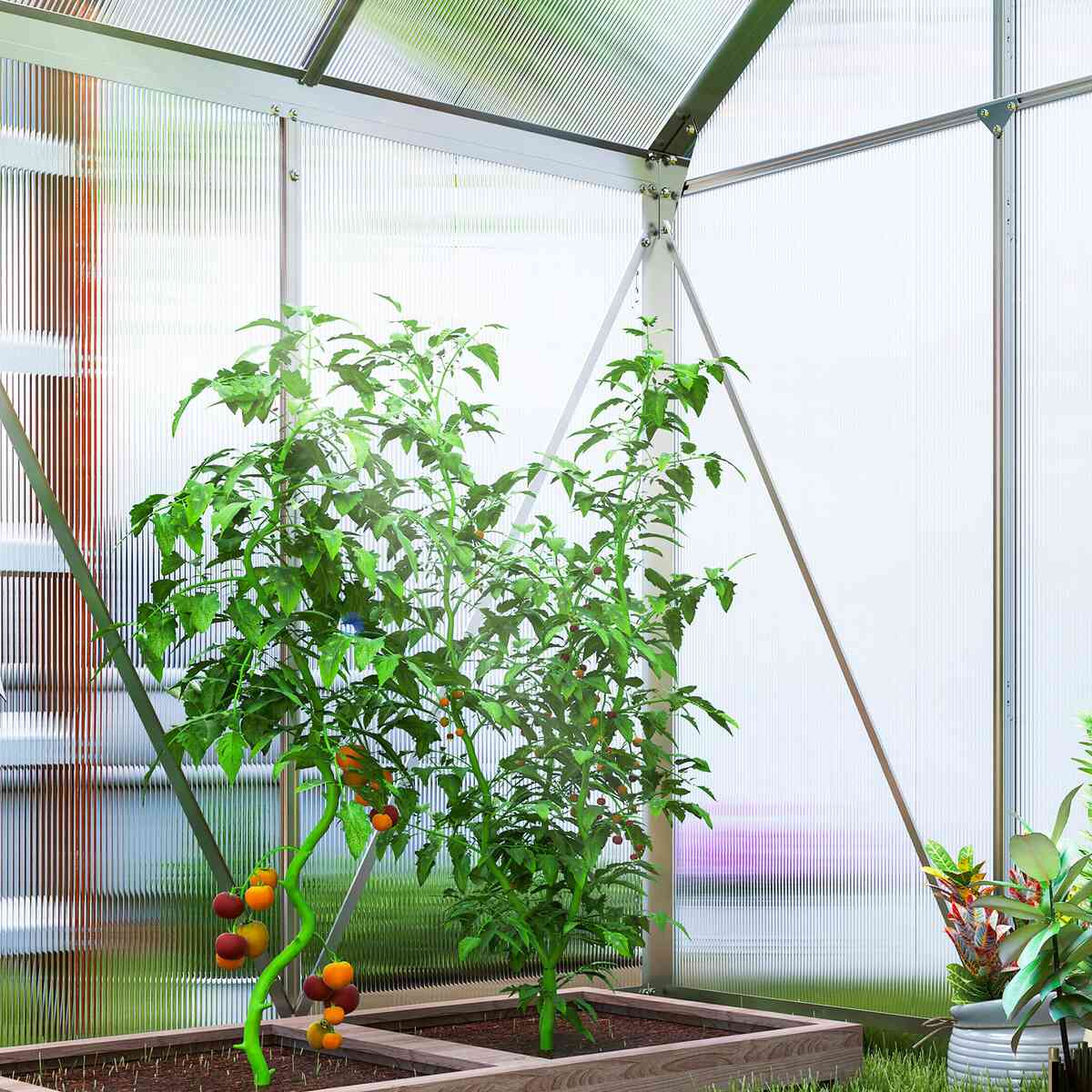 Plants de tomates à l’intérieur de la serre à structure argentée