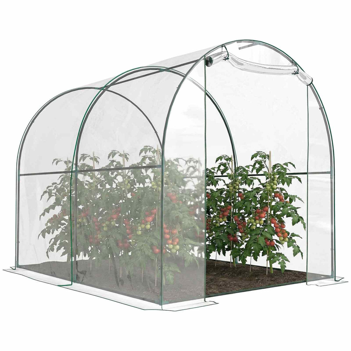 Serre tunnel transparente avec porte ouverte et plants de tomates