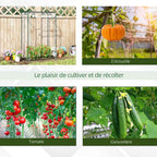 Serre et exemples de cultures de tomates, courges et concombres